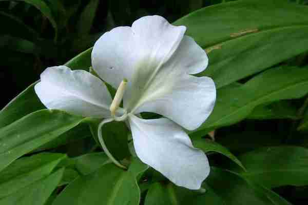 白蝴蝶 花(白蝴蝶花百科)